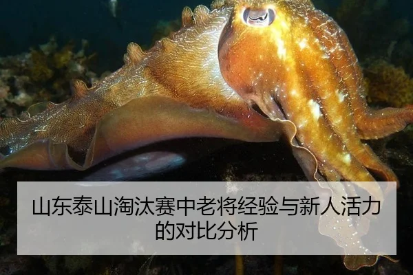 山东泰山淘汰赛中老将经验与新人活力的对比分析